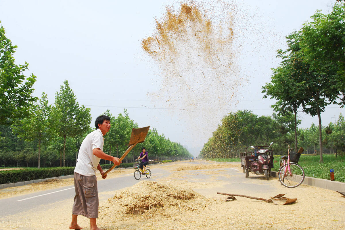 (1月2日)今日小麦价格行情