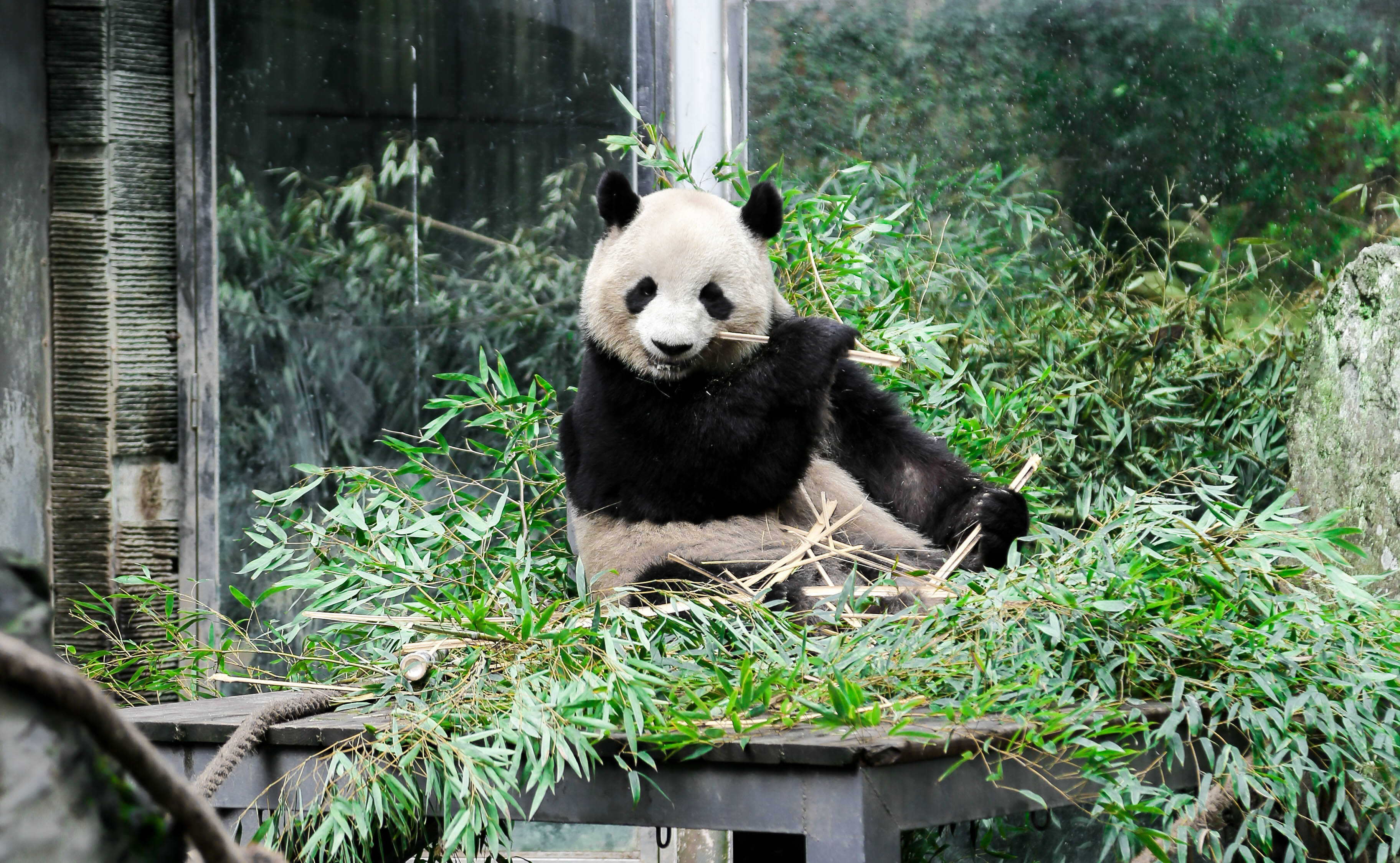 聚师网科技讯：淘宝与京东<strong></p>
<p>币讯网</strong>，电商世界的两大巨头