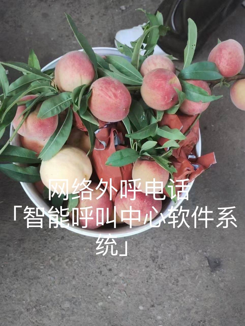 网络外呼电话「智能呼叫中心软件系统」