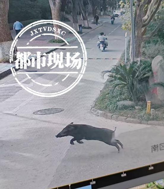 江西一高校惊现野猪<strong></p>
<p>比特币矿场</strong>，最后在食堂被成功抓获