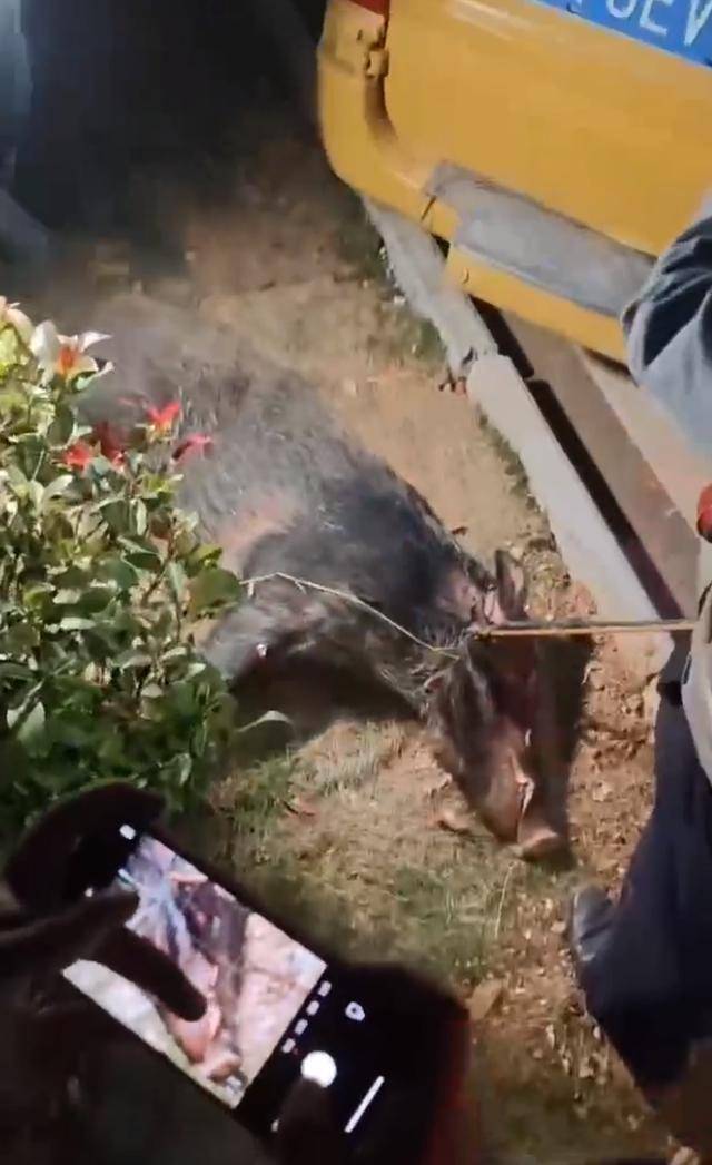 江西一高校惊现野猪<strong></p>
<p>比特币矿场</strong>，最后在食堂被成功抓获