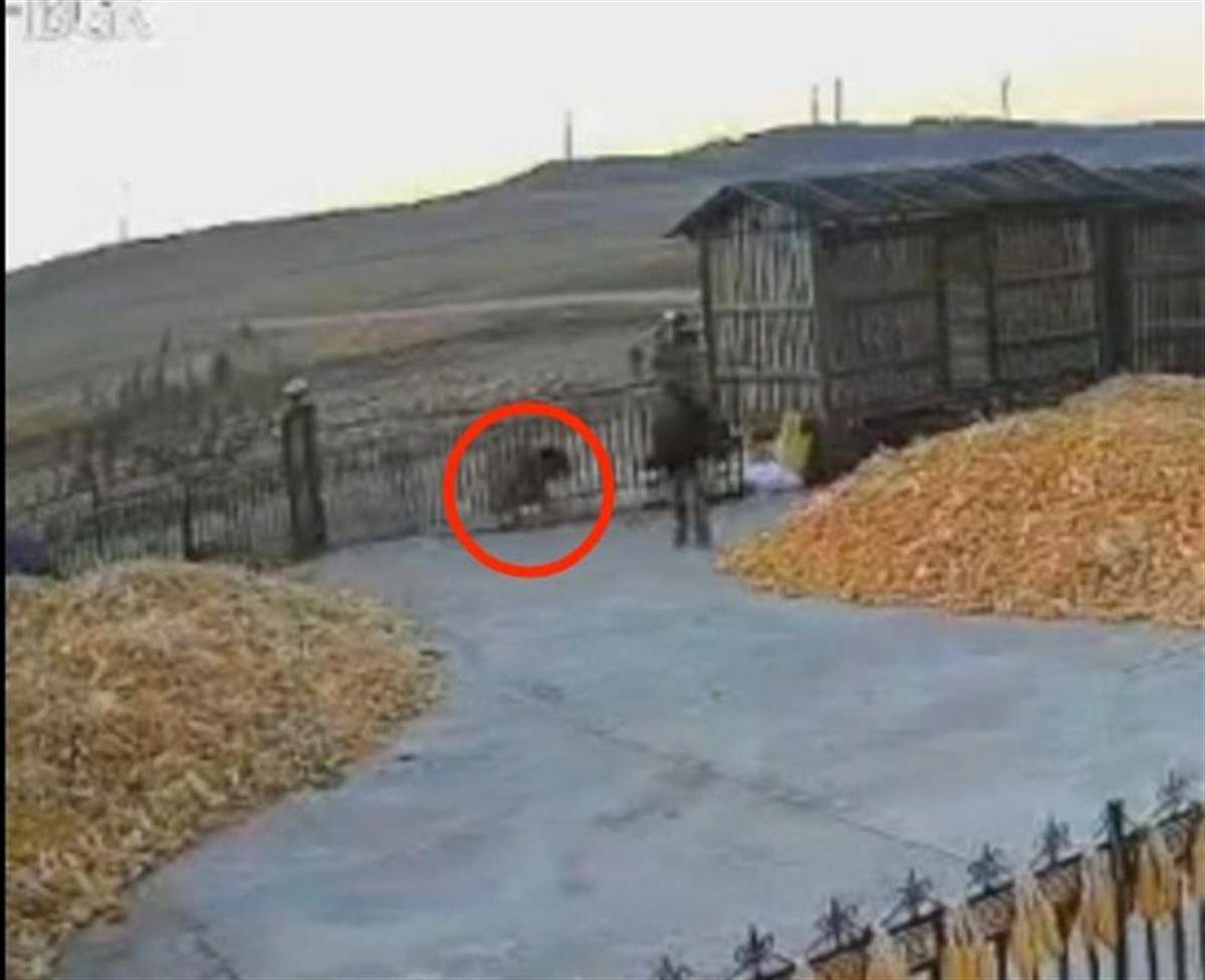 黑龙江一地疑出现老虎进村顶撞农户院门<strong></p>
<p>挖矿比特币</strong>，村民关门躲家中，多部门到场处置