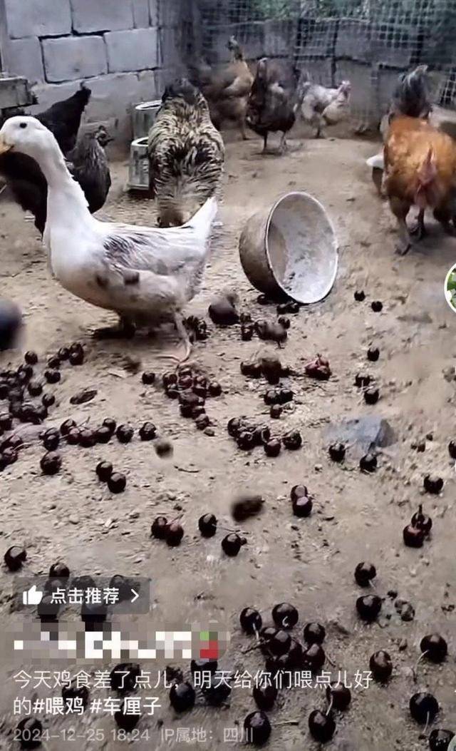 车厘子喂鸡惹争议 四川汉源果农回应：旧视频<strong></p>
<p>如何挖比特币</strong>，喂鸡的是“次果”
