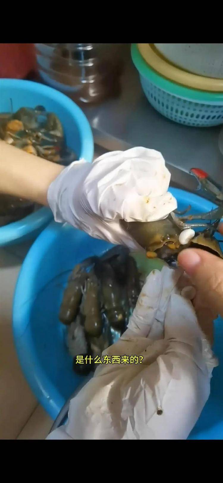 女子小龙虾里剥出多颗“龙珠”<strong></p>
<p>原油期货软件</strong>，专家解读其来历