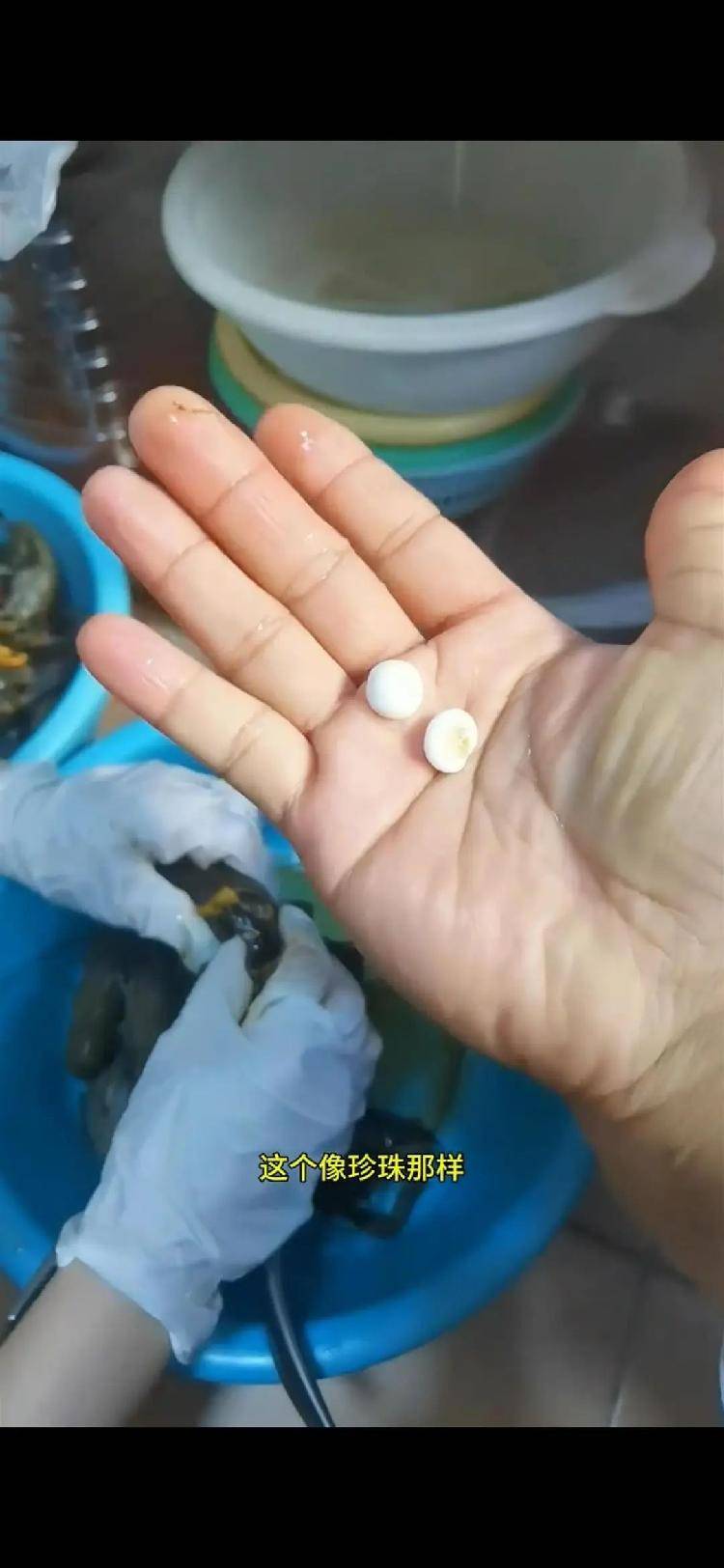 女子小龙虾里剥出多颗“龙珠”<strong></p>
<p>原油期货软件</strong>，专家解读其来历