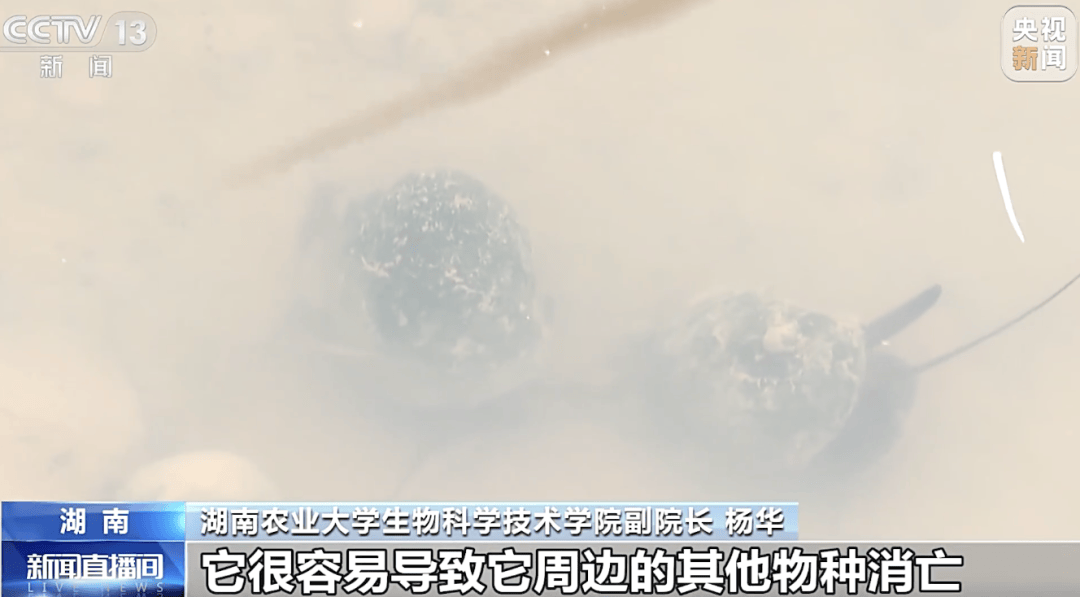 掀开衣服<strong></p>
<p>原油苯</strong>，密密麻麻！200多只活虫惊现深圳机场……