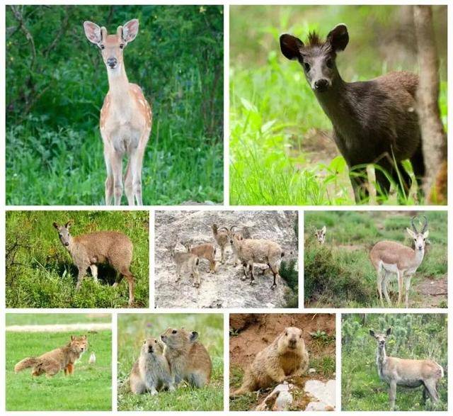 “感谢大家支持我大闹天宫……”蔡国强烟花秀现场感言视频披露<strong></p>
<p>原油苯</strong>，又遭质疑！