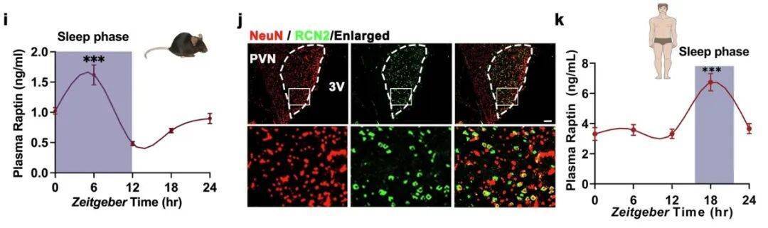 多睡1小时<strong></p>
<p>石蜡基原油</strong>，两周瘦1斤？不知道的亏大了