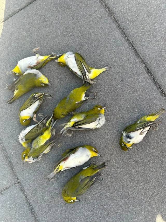 北京一座大厦楼下躺了14只鸟<strong></p>
<p>爬虫</strong>，12只已死亡！元凶竟是玻璃