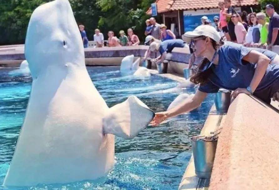 宁愿全部安乐死<strong></p>
<p>XRP行情</strong>,也不给中国?加拿大养不起30头白鲸,中国愿接手,然而...