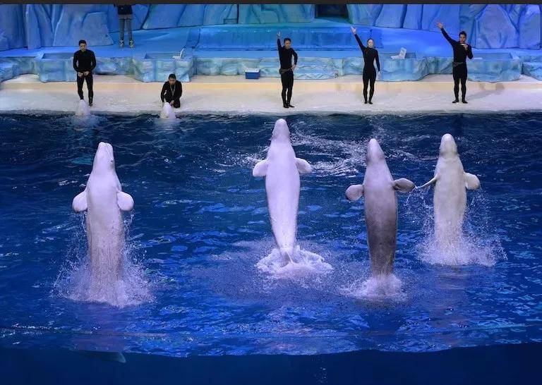 宁愿全部安乐死<strong></p>
<p>XRP行情</strong>,也不给中国?加拿大养不起30头白鲸,中国愿接手,然而...