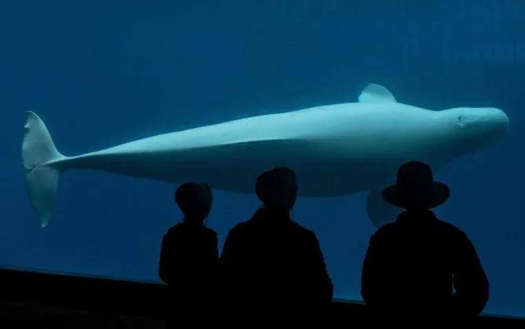 宁愿全部安乐死<strong></p>
<p>XRP行情</strong>,也不给中国?加拿大养不起30头白鲸,中国愿接手,然而...