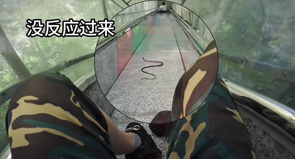 游客称在广西丹炉山滑道遇蛇<strong></p>
<p>波卡币行情</strong>，景区致歉：这么多年就这一次，每年都做防蛇处理