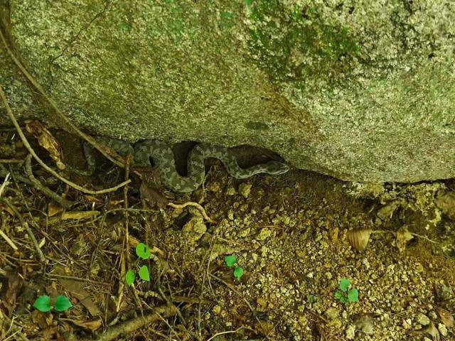 青岛大叔挖水沟发现一窝尖头毒蛇<strong></p>
<p>币安币行情</strong>，专家：系本地红脖颈槽蛇，毒性弱咬伤概率低