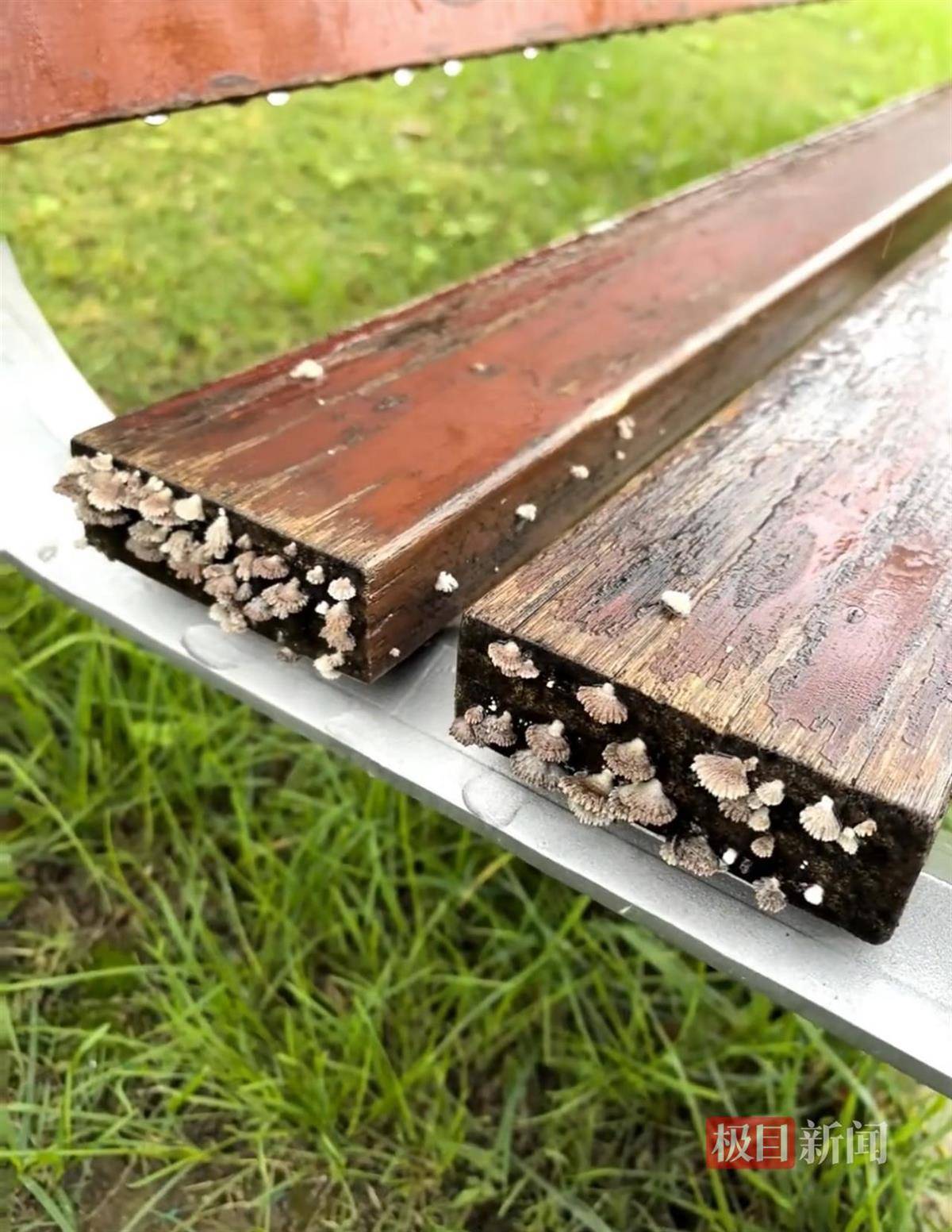 西安连续一个多月降雨遍地长蘑菇<strong></p>
<p>BNB行情</strong>，大雁塔受潮，城墙布满青苔，气象局解释成因