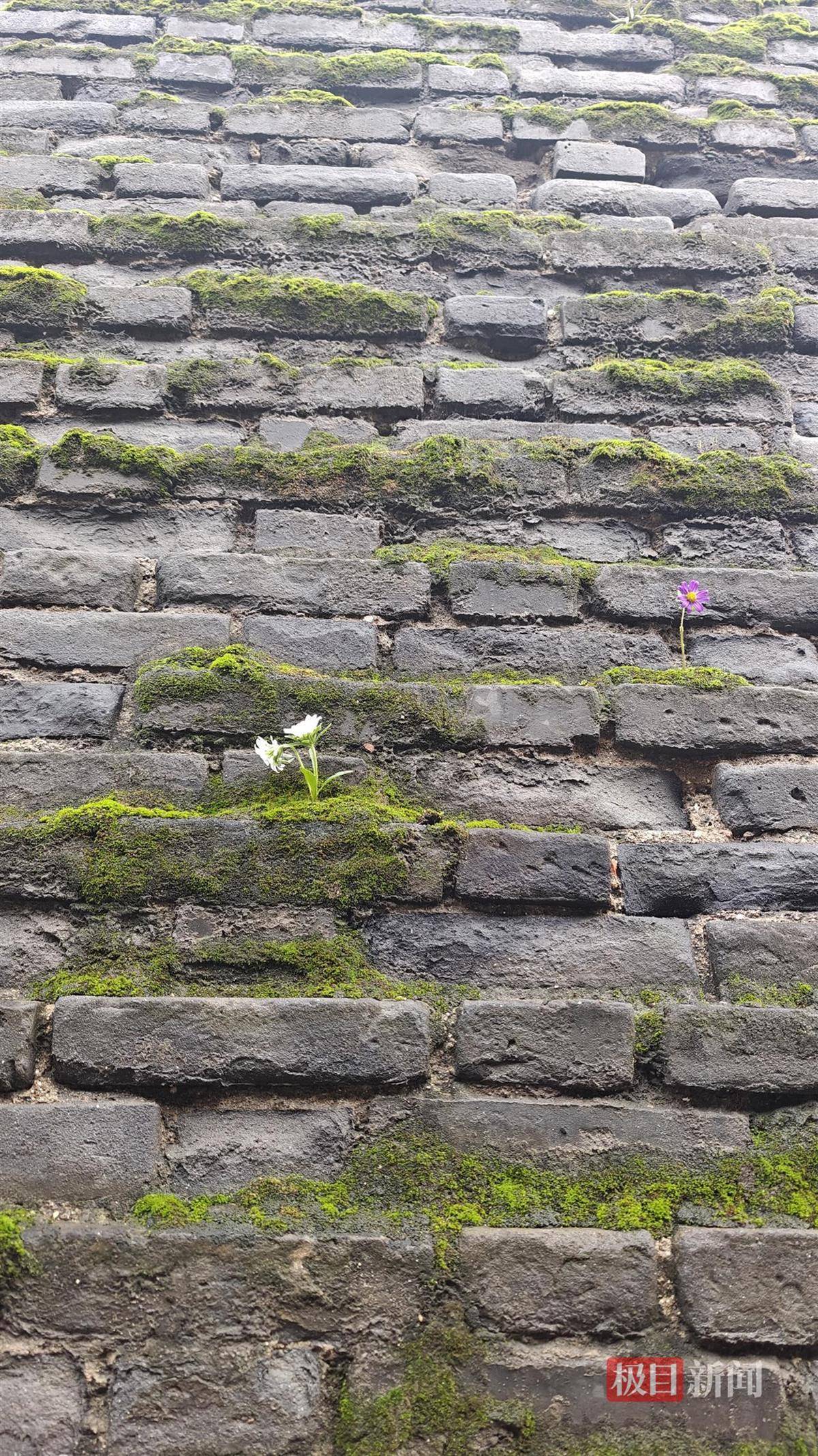 西安连续一个多月降雨遍地长蘑菇<strong></p>
<p>BNB行情</strong>，大雁塔受潮，城墙布满青苔，气象局解释成因