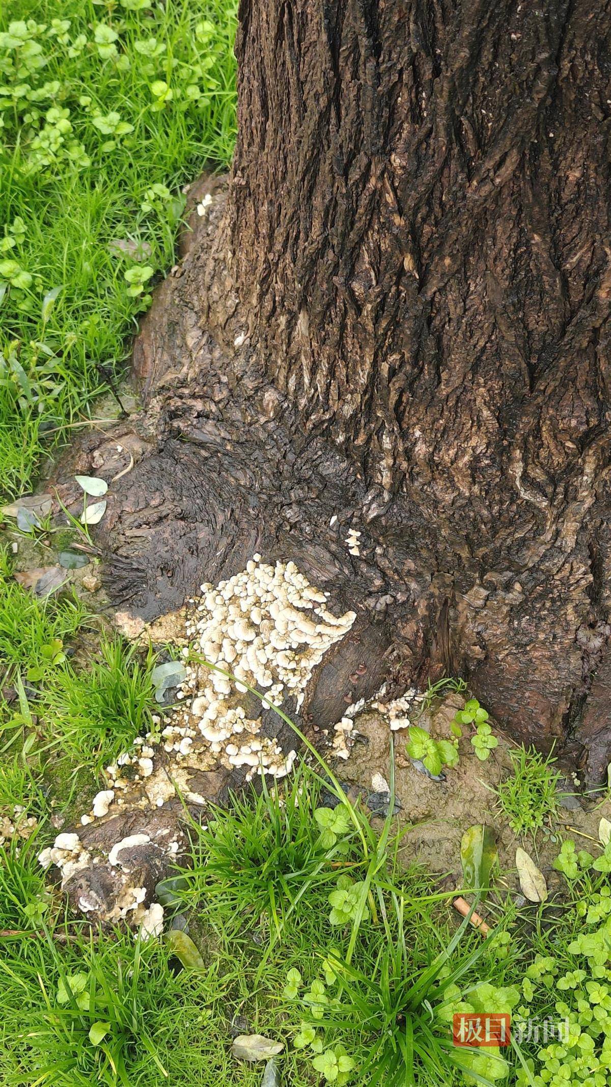 西安连续一个多月降雨遍地长蘑菇<strong></p>
<p>BNB行情</strong>，大雁塔受潮，城墙布满青苔，气象局解释成因