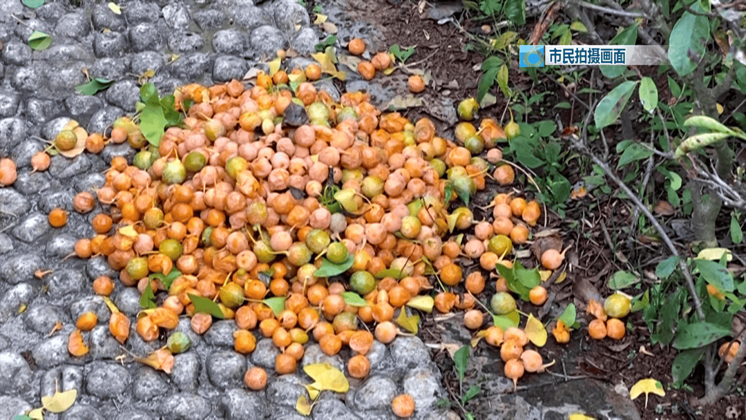 不要捡<strong></p>
<p>BNB行情</strong>！不要吃！昆明街头正大量出现……