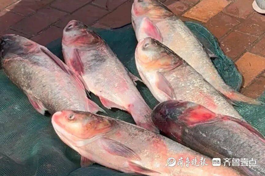 “鱼多得数不过来<strong></p>
<p>币安币行情</strong>,一网子下去能捞好几条”济南锦绣川水库开闸放水,大量鲢鱼被冲出,工作人员:禁止捕捞!