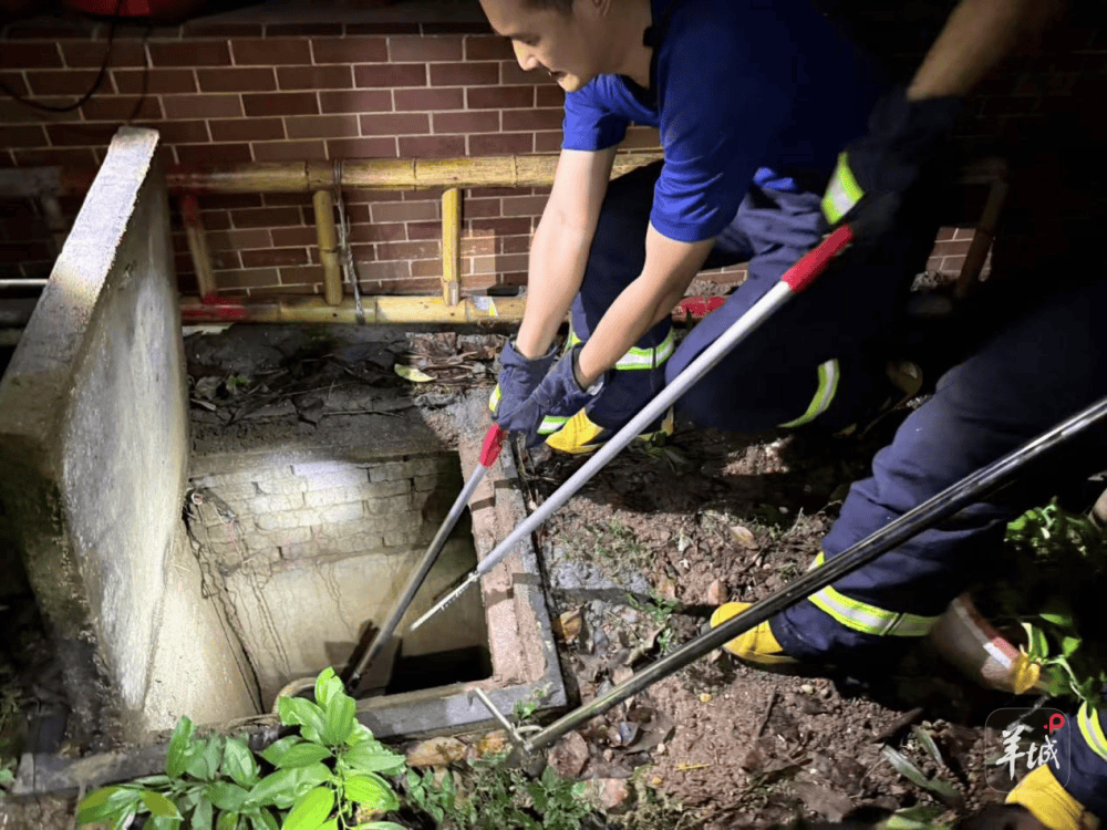 广州一小区蛇患频发：已抓超60条但未探测到蛇窝位置<strong></p>
<p>币安币行情</strong>，多方介入