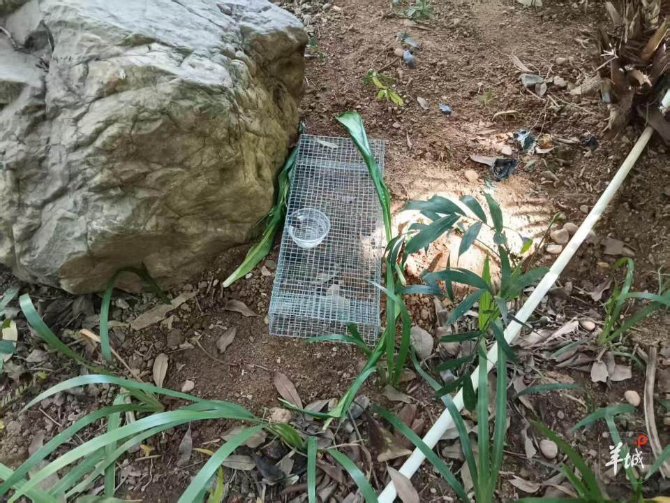 广州一小区蛇患频发：已抓超60条但未探测到蛇窝位置<strong></p>
<p>币安币行情</strong>，多方介入