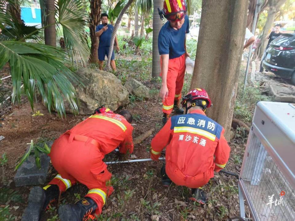 广州一小区蛇患频发：已抓超60条但未探测到蛇窝位置<strong></p>
<p>币安币行情</strong>，多方介入