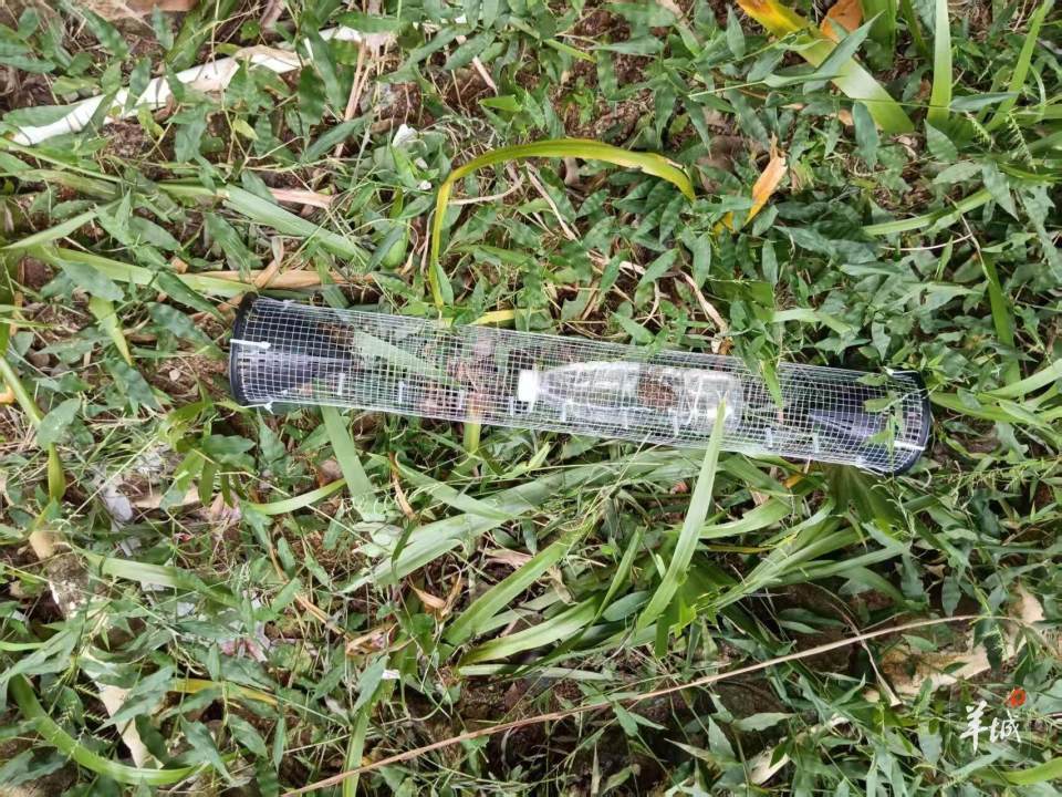 广州一小区蛇患频发：已抓超60条但未探测到蛇窝位置<strong></p>
<p>币安币行情</strong>，多方介入