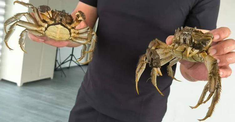 武汉江夏一地大闸蟹大量上市<strong></p>
<p>艾达币行情</strong>，日产1000斤当天售完，每只螃蟹有自己的“身份证”，吃深海小黄鱼长大