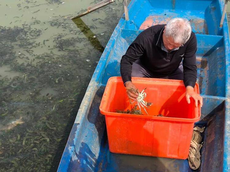 武汉江夏一地大闸蟹大量上市<strong></p>
<p>艾达币行情</strong>，日产1000斤当天售完，每只螃蟹有自己的“身份证”，吃深海小黄鱼长大