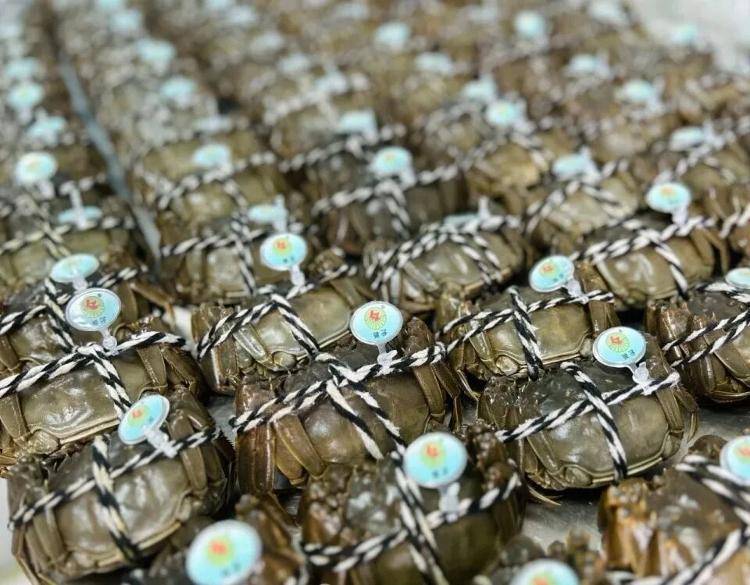 武汉江夏一地大闸蟹大量上市<strong></p>
<p>艾达币行情</strong>，日产1000斤当天售完，每只螃蟹有自己的“身份证”，吃深海小黄鱼长大