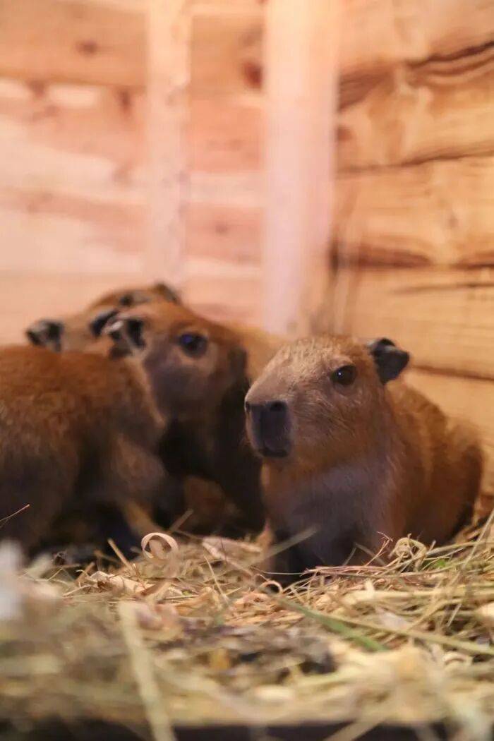 出生1小时就能独立行走<strong></p>
<p>BCH行情</strong>，济南动物园“果果”和“豚豚”的4只新生幼崽，周末和市民见面