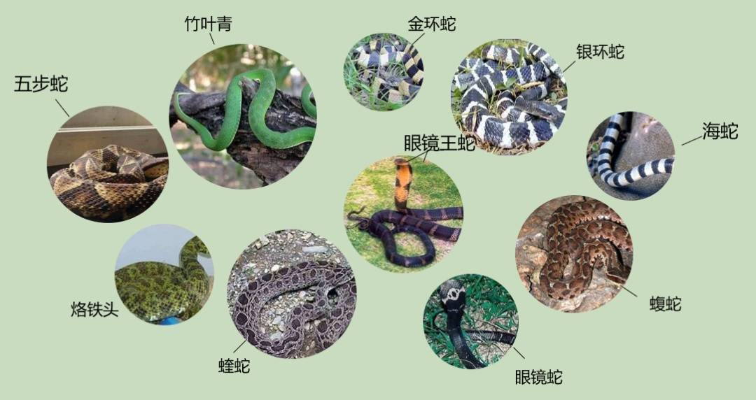 女子半夜上厕所<strong></p>
<p>莱特币行情</strong>，马桶里突然窜出一条蛇！