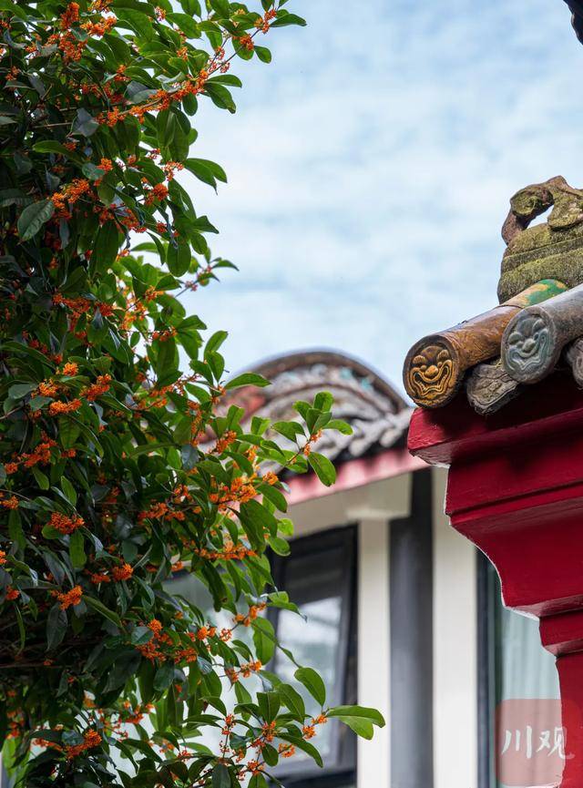 成都桂花又开了<strong></p>
<p>莱特币行情</strong>？原来是因为……