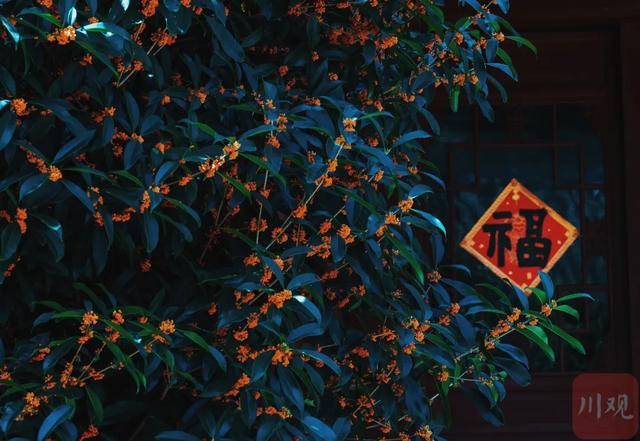 成都桂花又开了<strong></p>
<p>莱特币行情</strong>？原来是因为……