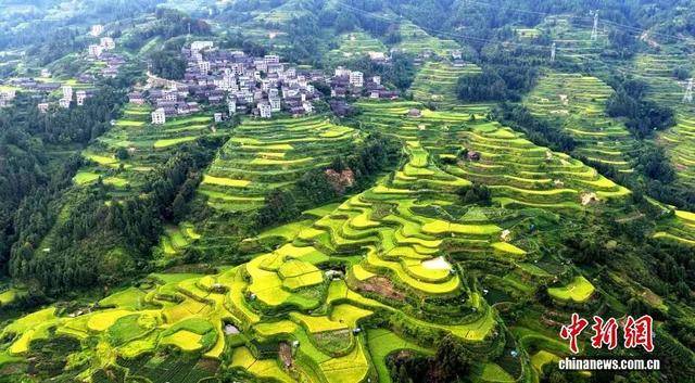 金秋<strong></p>
<p>LTC行情</strong>，广西的梯田一点不输！