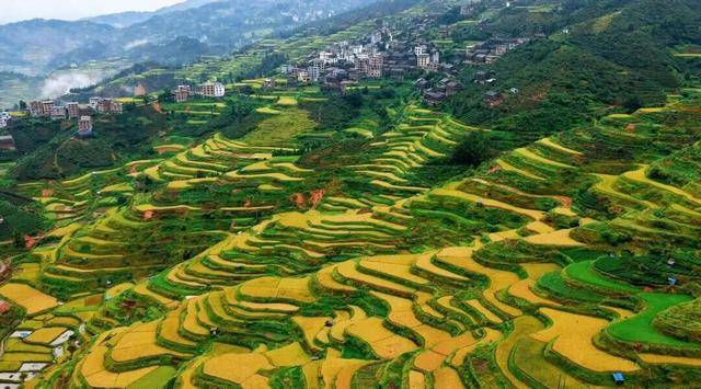 金秋<strong></p>
<p>LTC行情</strong>，广西的梯田一点不输！