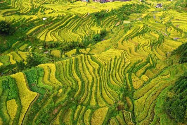 金秋<strong></p>
<p>LTC行情</strong>，广西的梯田一点不输！