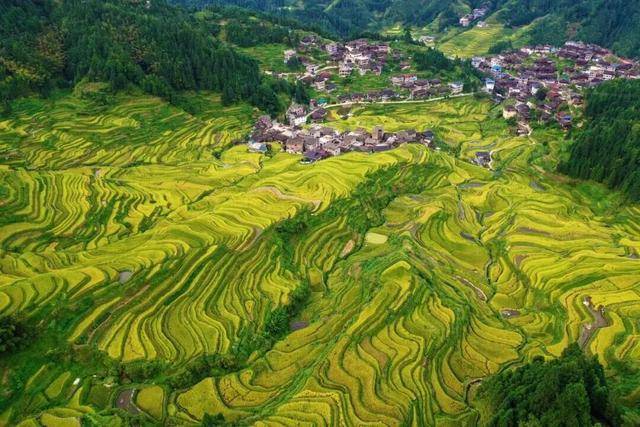 金秋<strong></p>
<p>LTC行情</strong>，广西的梯田一点不输！