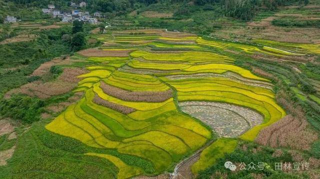 金秋<strong></p>
<p>LTC行情</strong>，广西的梯田一点不输！