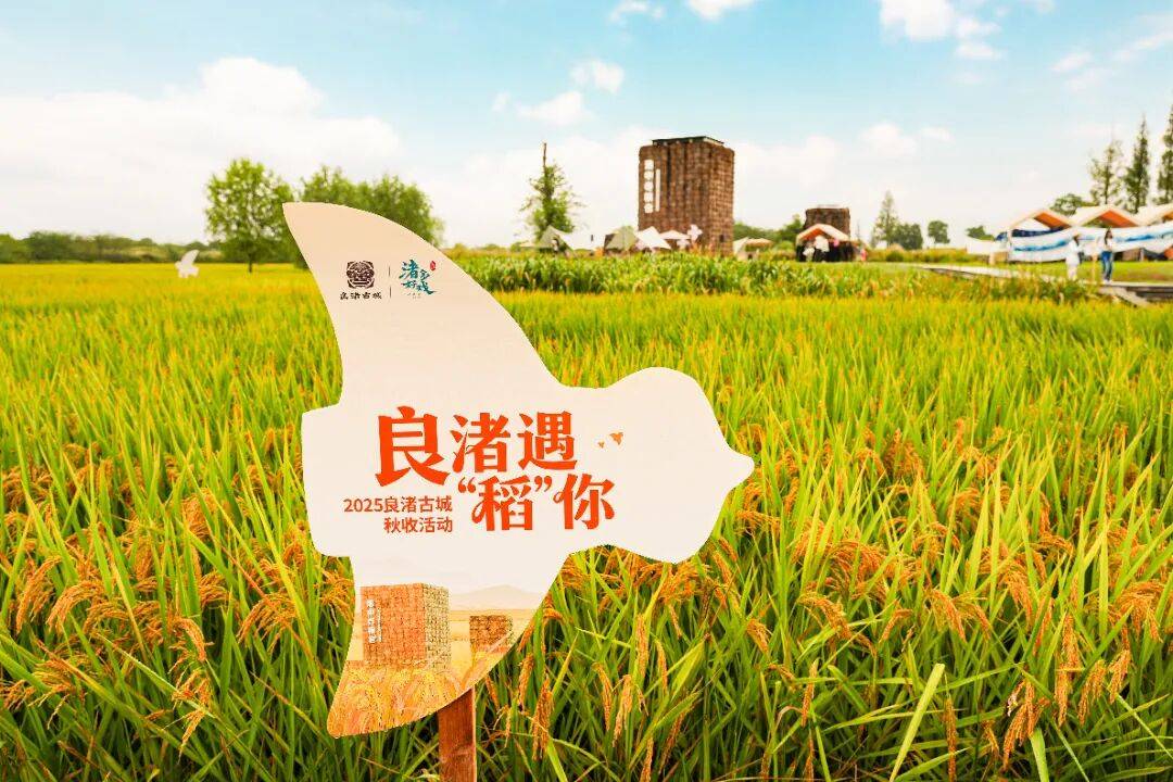 良渚遇“稻”<strong></p>
<p>LTC行情</strong>你 ｜ 秋季活动正当时