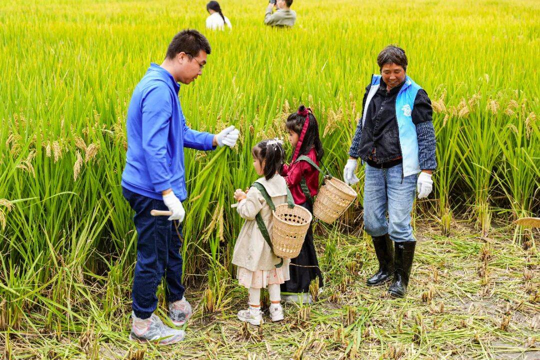 良渚遇“稻”<strong></p>
<p>LTC行情</strong>你 ｜ 秋季活动正当时