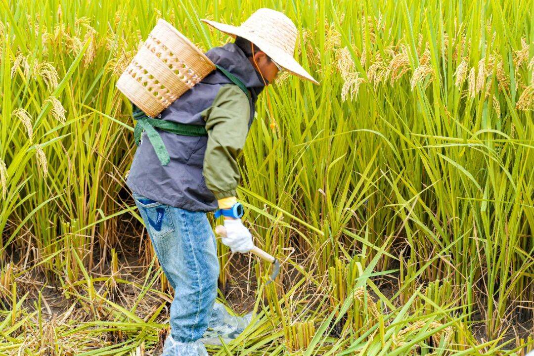 良渚遇“稻”<strong></p>
<p>LTC行情</strong>你 ｜ 秋季活动正当时