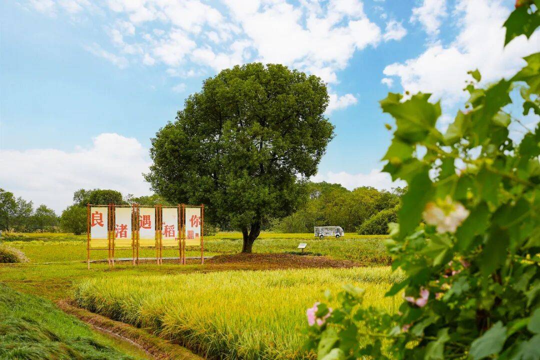 良渚遇“稻”<strong></p>
<p>LTC行情</strong>你 ｜ 秋季活动正当时