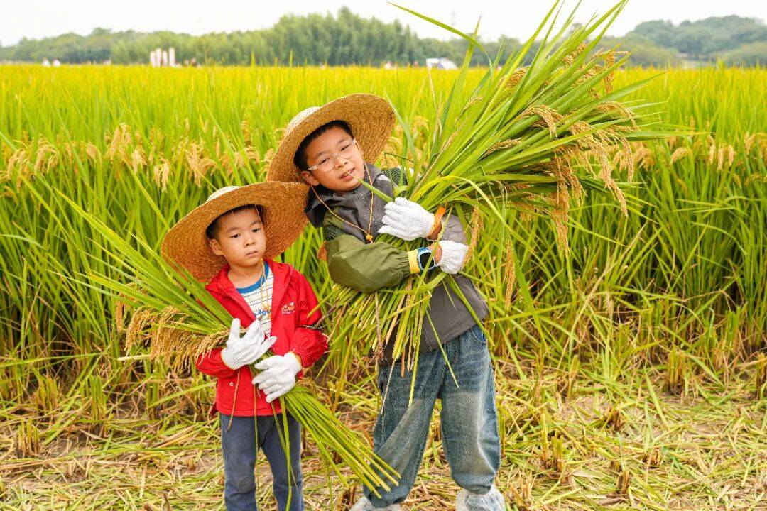 良渚遇“稻”<strong></p>
<p>LTC行情</strong>你 ｜ 秋季活动正当时