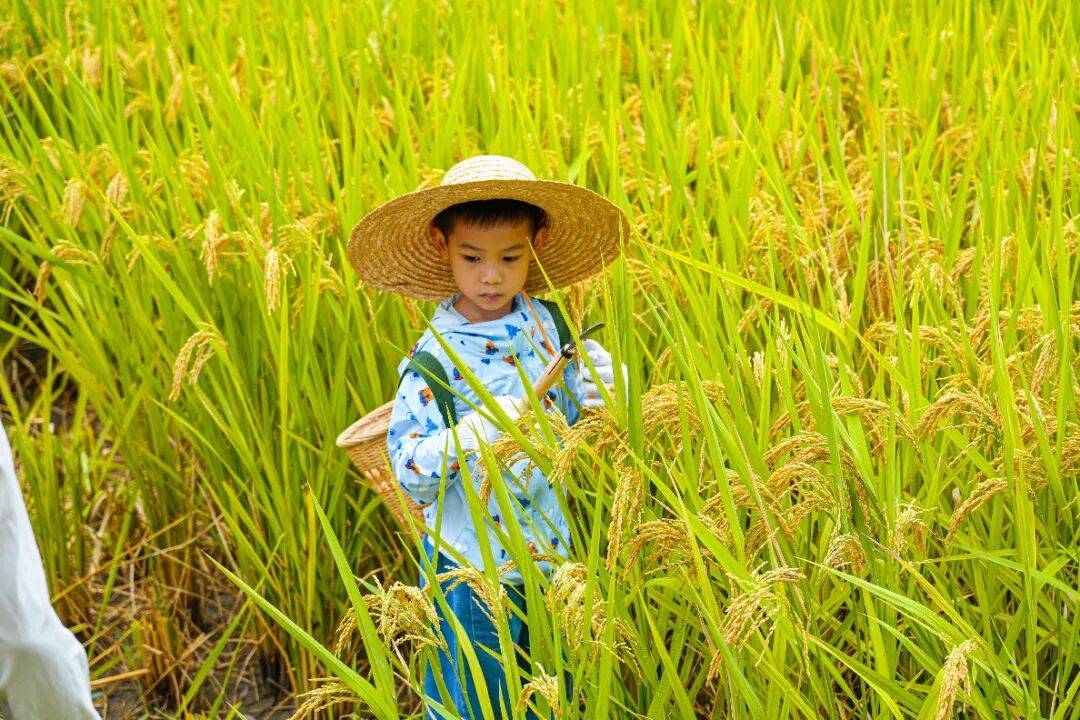 良渚遇“稻”<strong></p>
<p>LTC行情</strong>你 ｜ 秋季活动正当时