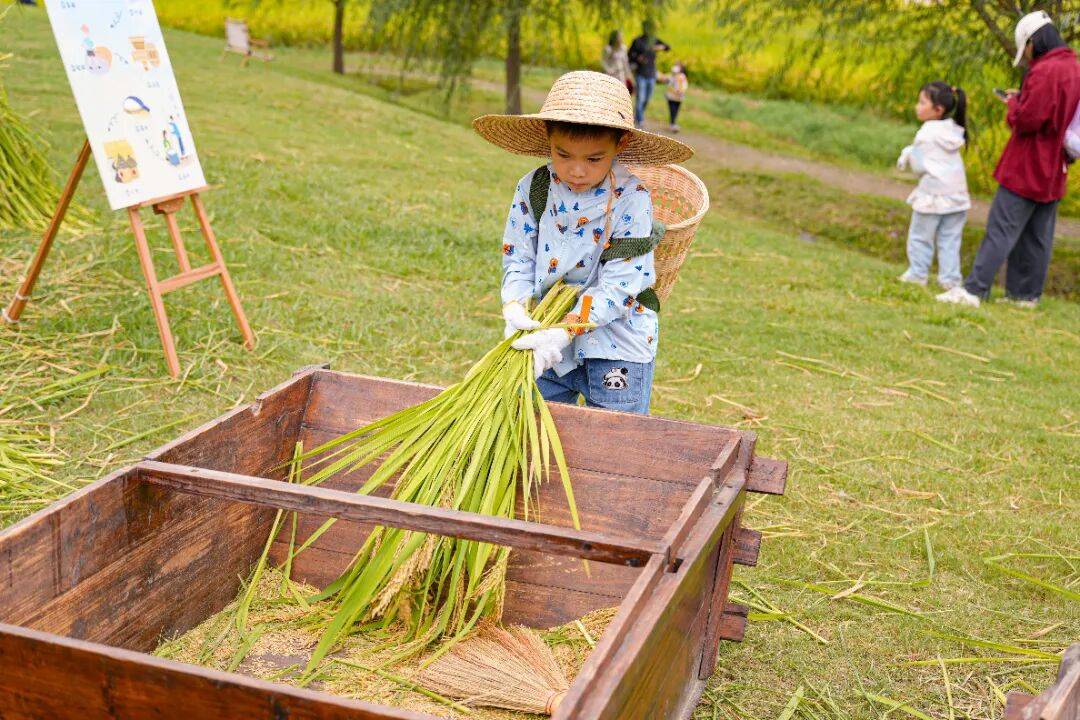 良渚遇“稻”<strong></p>
<p>LTC行情</strong>你 ｜ 秋季活动正当时
