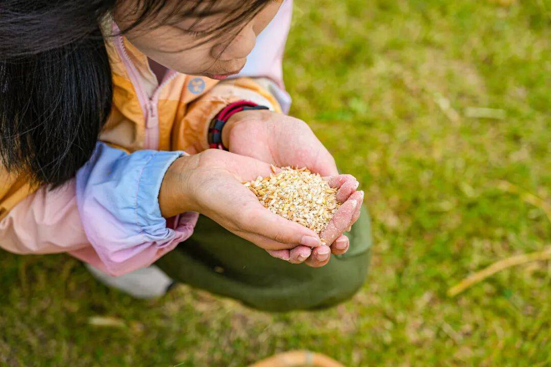 良渚遇“稻”<strong></p>
<p>LTC行情</strong>你 ｜ 秋季活动正当时