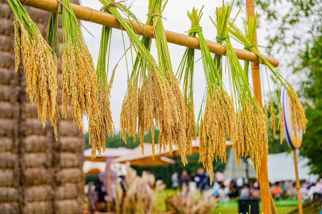 良渚遇“稻”<strong></p>
<p>LTC行情</strong>你 ｜ 秋季活动正当时