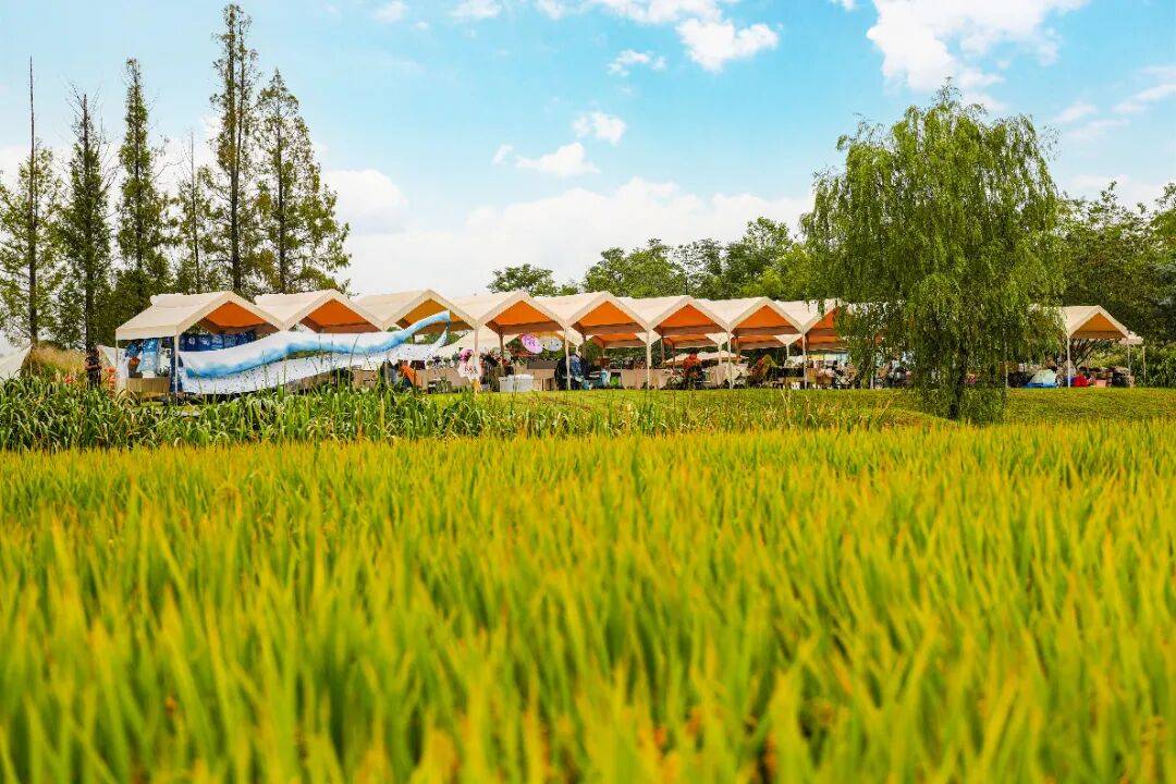 良渚遇“稻”<strong></p>
<p>LTC行情</strong>你 ｜ 秋季活动正当时