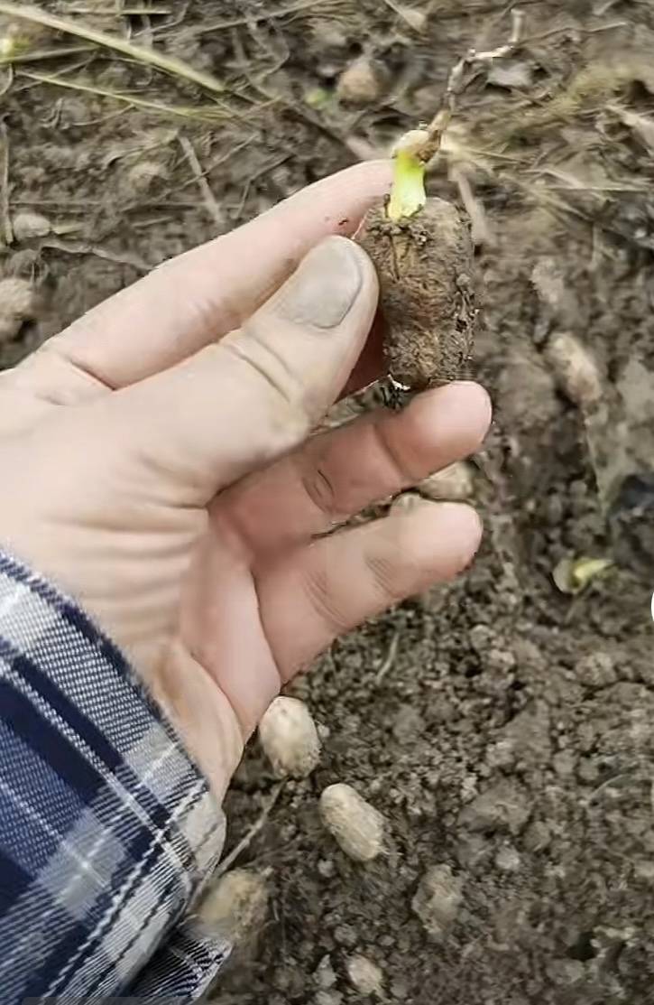 夏旱之后又秋涝<strong></p>
<p>莱特币行情</strong>，一位河南农户的花生抢收战